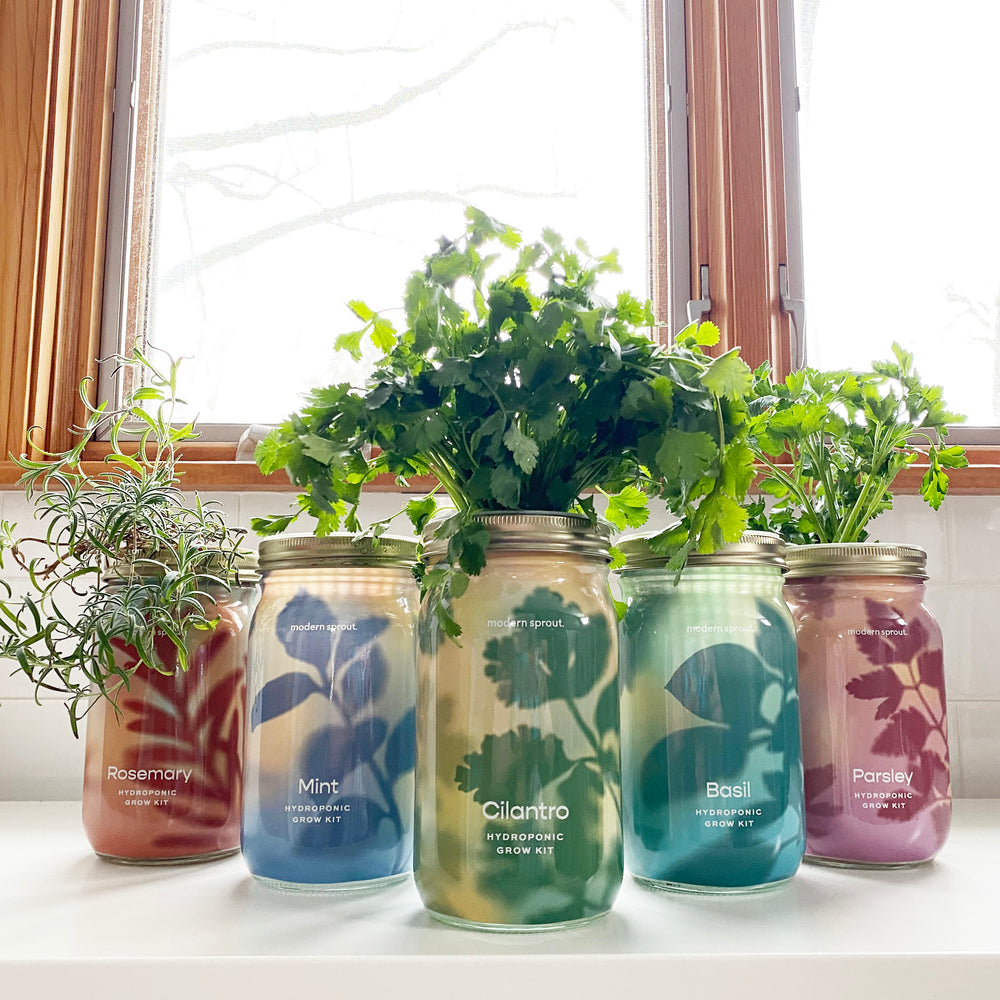 Modern Sprout Garden Jar Mint